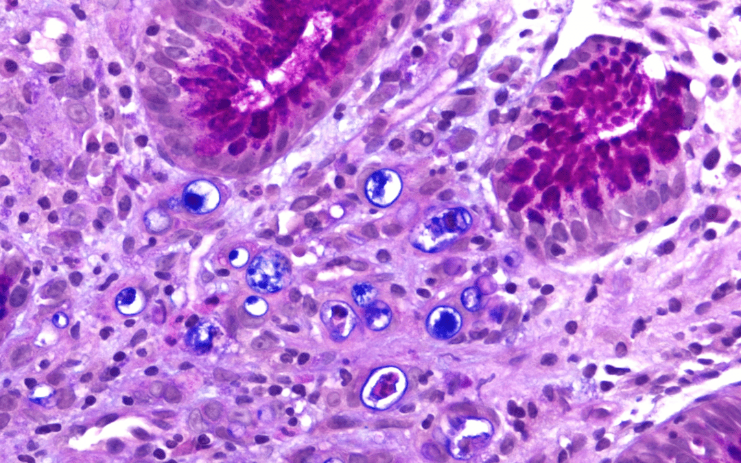 Guide to Requesting Your Histology Material from AHLab